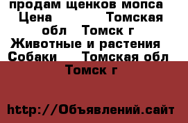 продам щенков мопса › Цена ­ 8 000 - Томская обл., Томск г. Животные и растения » Собаки   . Томская обл.,Томск г.